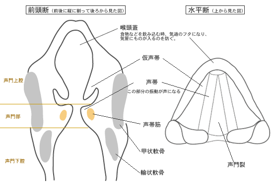 喉頭の構造
